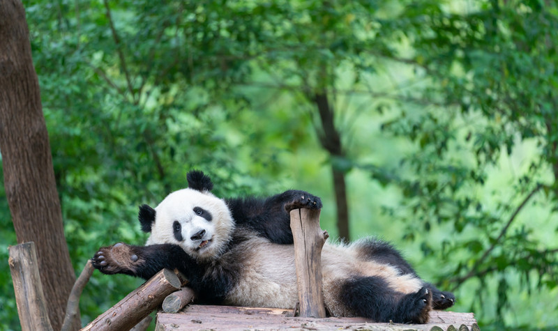 В Центре изучения и разведения гигантской панды, Чэнду