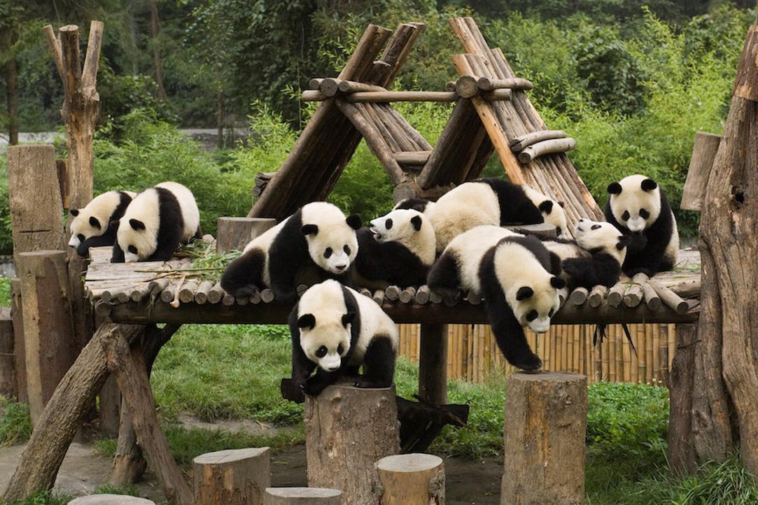 Панды на исследовательской базе по разведению гигантских панд в Чэнду